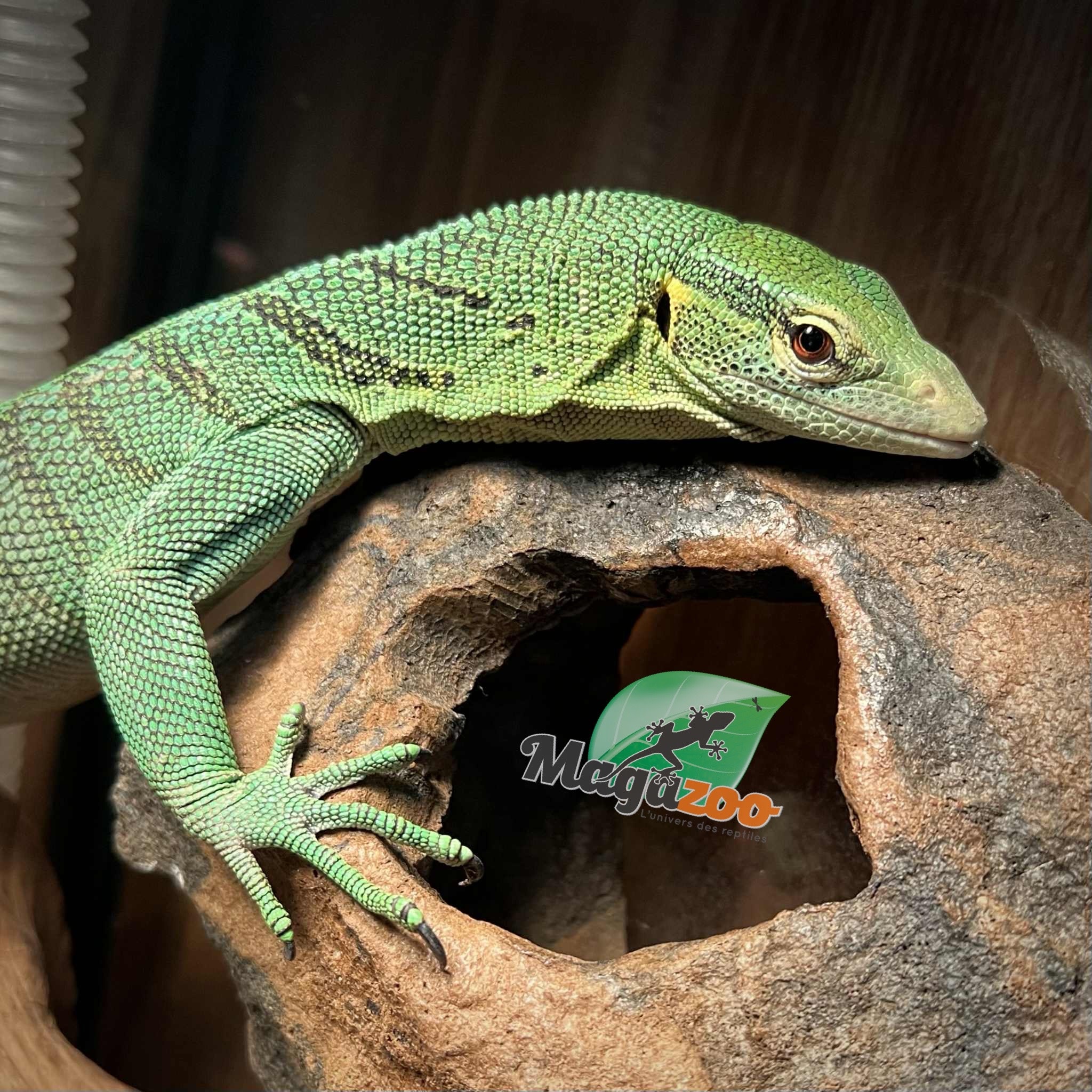Magazoo Varan arboricole Vert Mâle 3 ans Élevé et Né en Captivité
