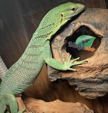 Magazoo Varan arboricole Vert Mâle 3 ans Élevé et Né en Captivité