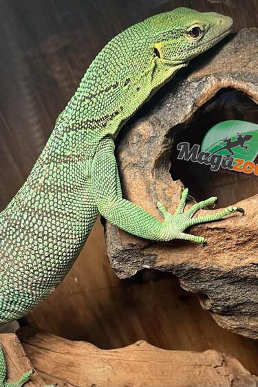 Magazoo Varan arboricole Vert Mâle 2 ans Élevé et Né en Captivité