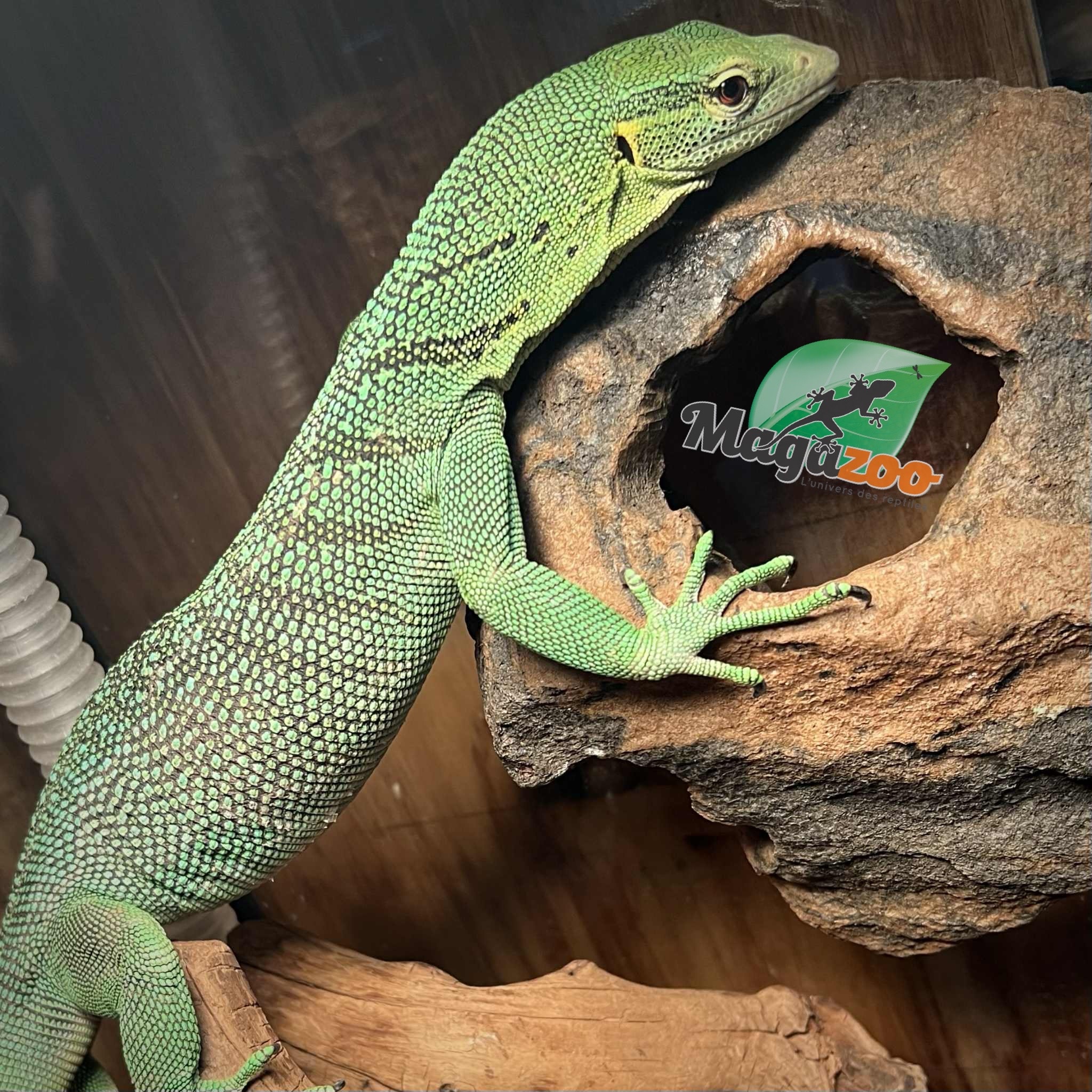 Magazoo Varan arboricole Vert Mâle 3 ans Élevé et Né en Captivité