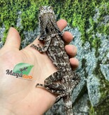 Magazoo Male Baby Frilled dragon #3