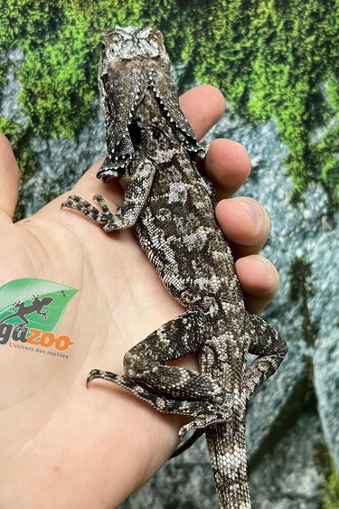 Magazoo Male Baby Frilled dragon #3