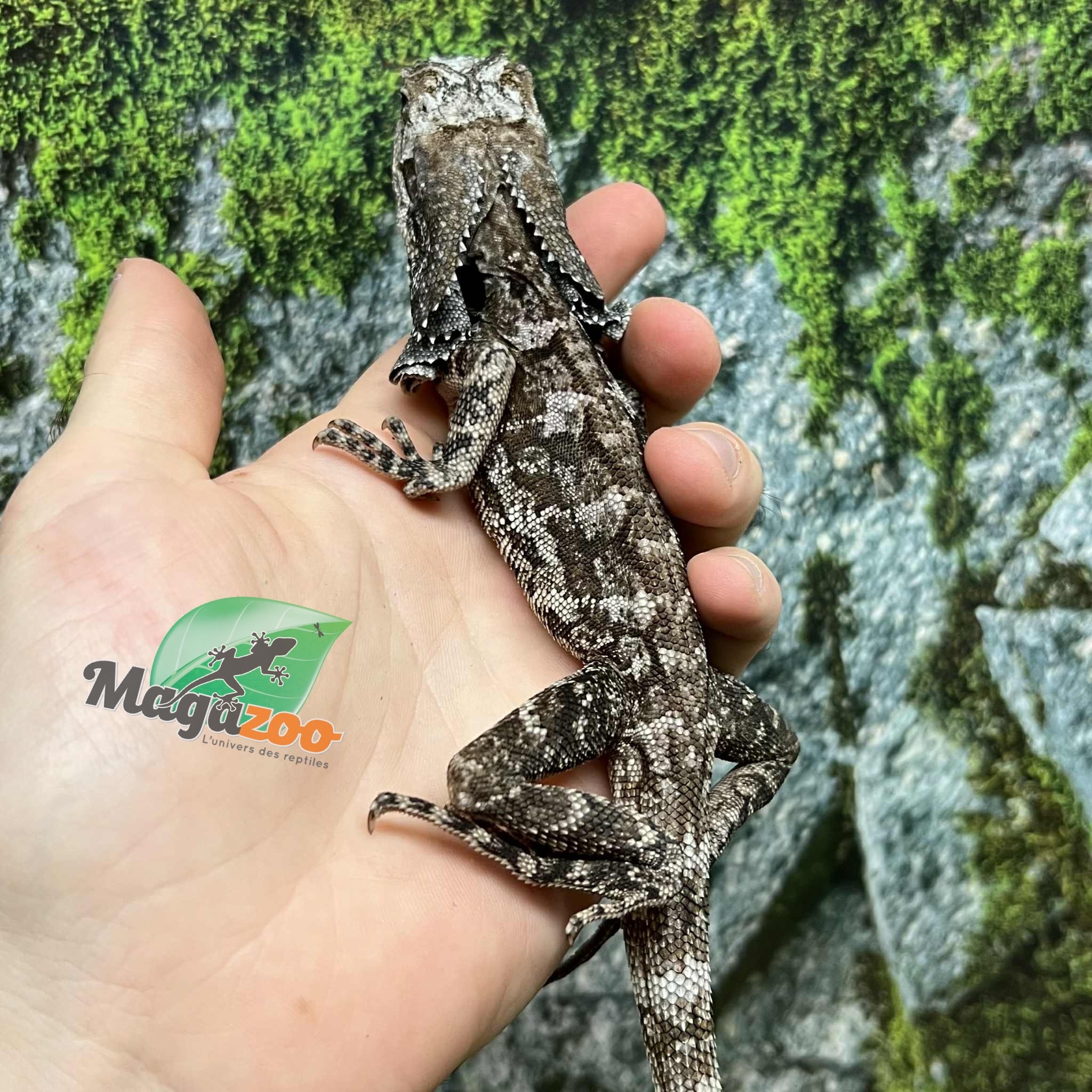 Magazoo Lézard à collerette bébé #3 Mâle