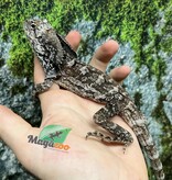 Magazoo Male Baby Frilled dragon #3