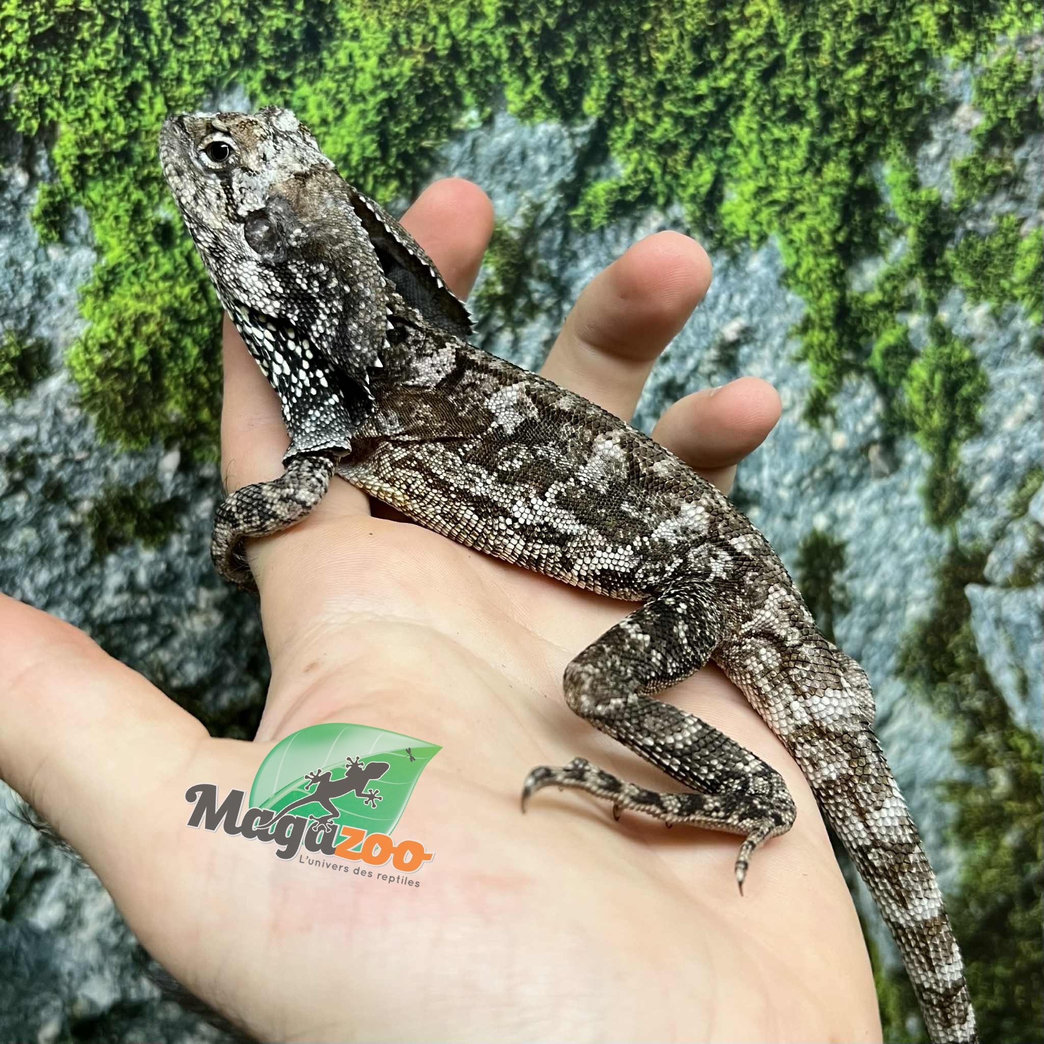 Magazoo Male Baby Frilled dragon #3