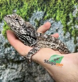 Magazoo Male Baby Frilled dragon #3