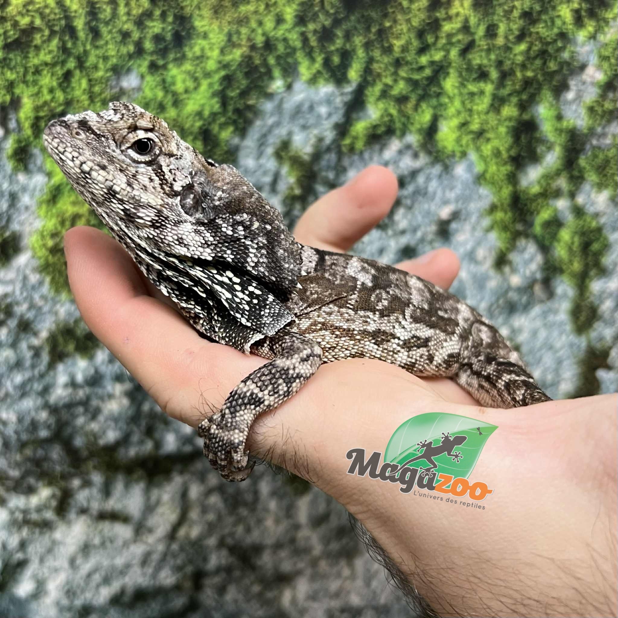 Magazoo Lézard à collerette bébé #3 Mâle