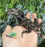 Magazoo Lézard à collerette bébé #2 mâle