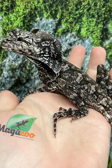 Magazoo Male Baby Frilled dragon #2