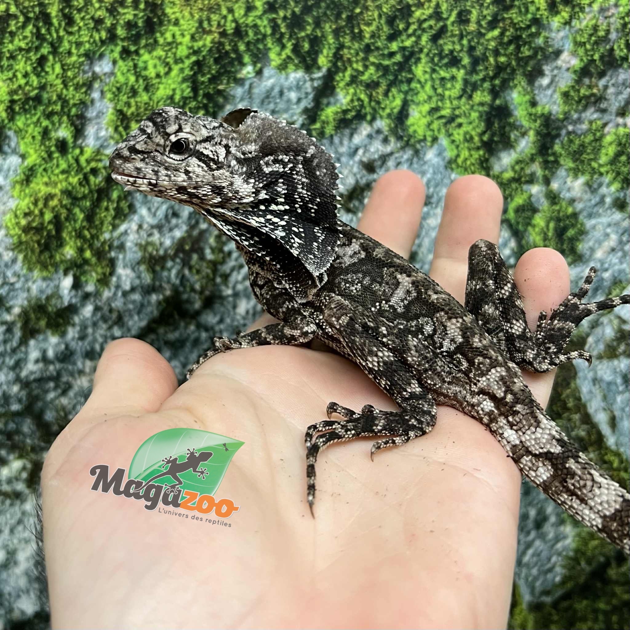 Magazoo Lézard à collerette bébé #2 mâle