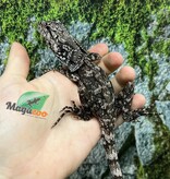 Magazoo Lézard à collerette bébé #2 mâle