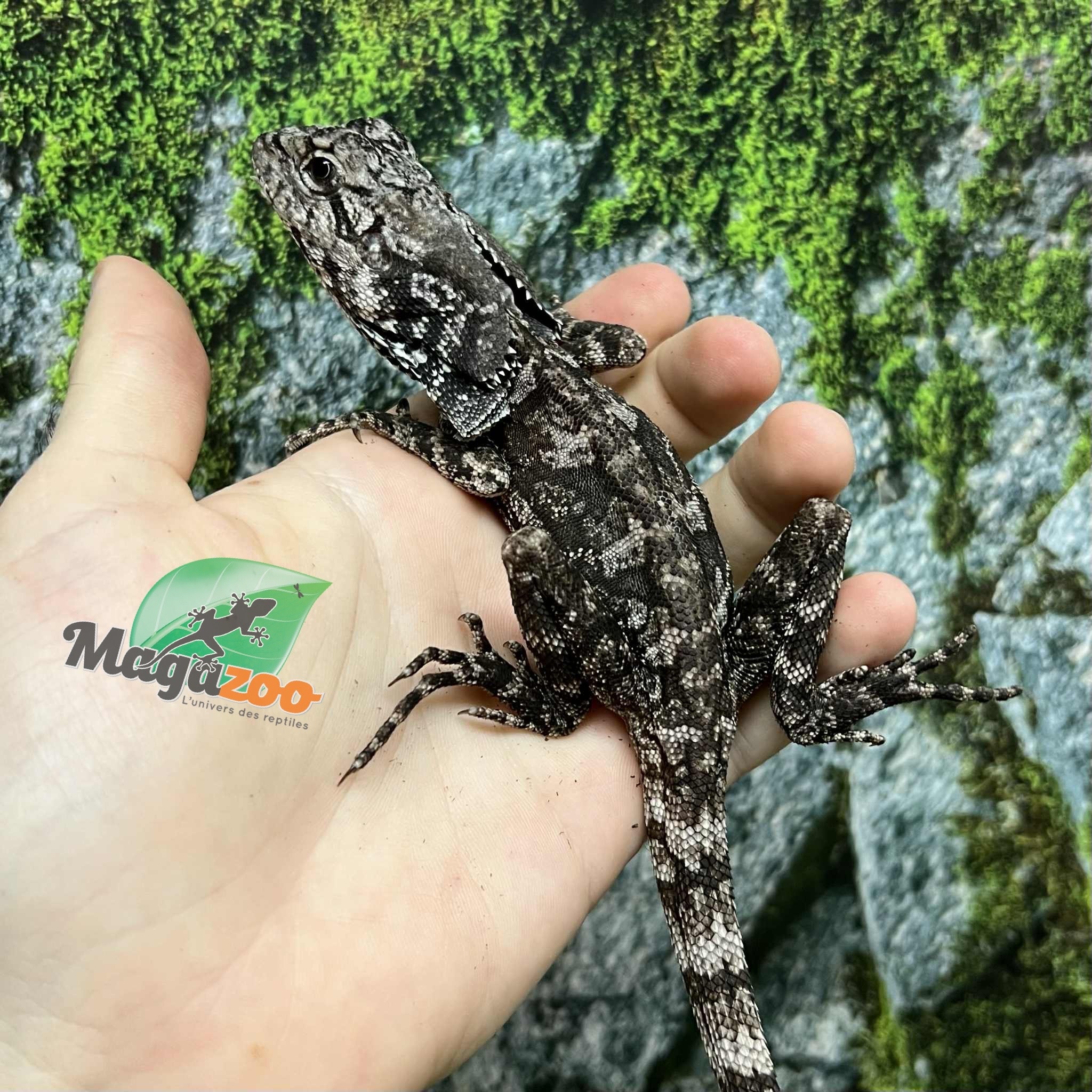 Magazoo Lézard à collerette bébé #2 mâle