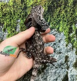 Magazoo Male Baby Frilled dragon #2