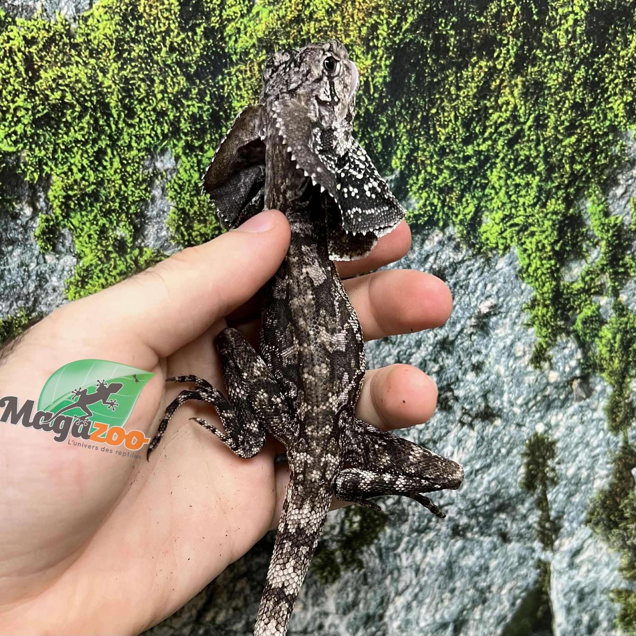 Magazoo Lézard à collerette bébé #2 mâle