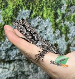 Magazoo Lézard à collerette bébé #1 Femelle