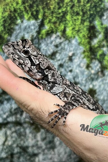 Magazoo Lézard à collerette bébé #1 Femelle