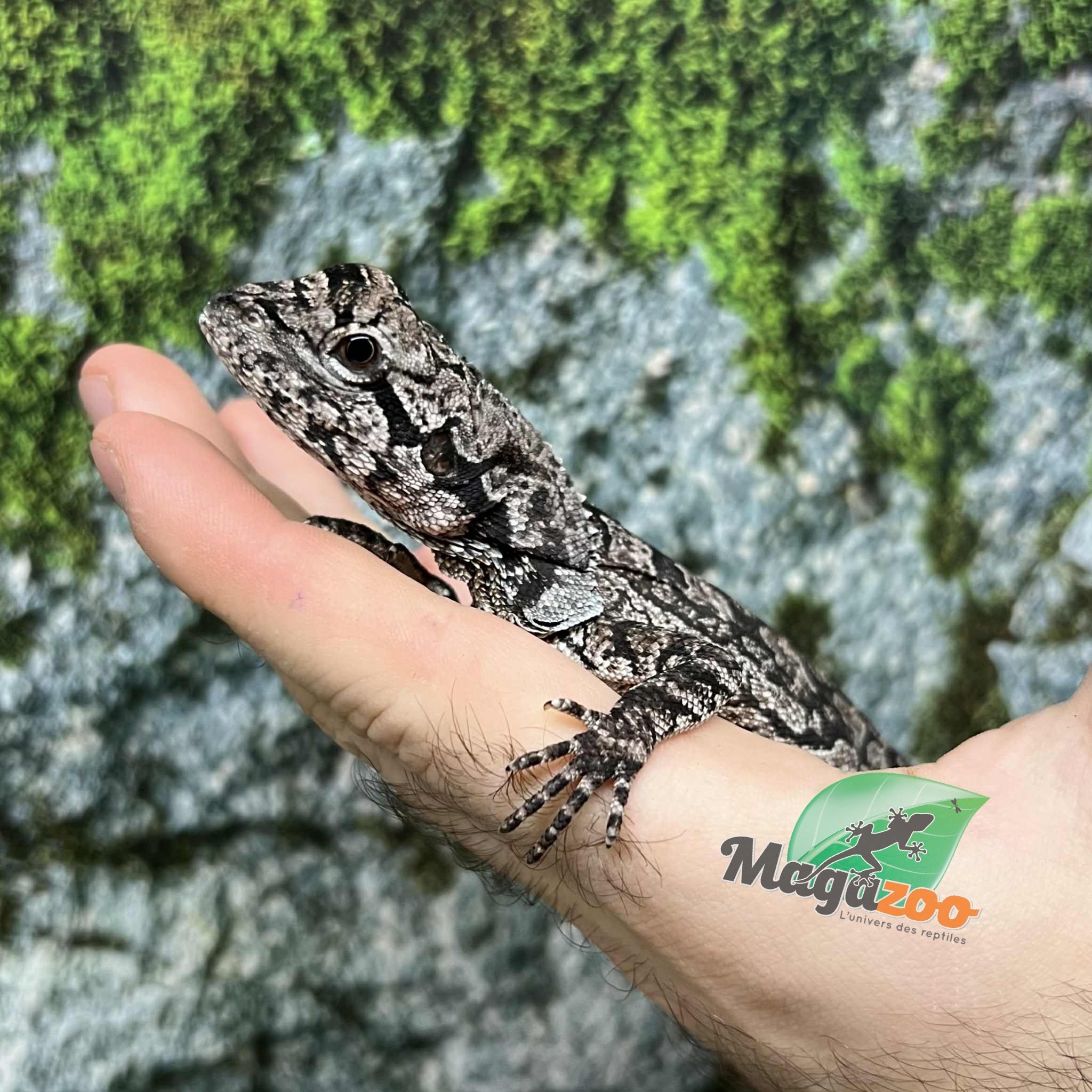 Magazoo Female Baby Frilled dragon #1