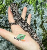 Magazoo Female Baby Frilled dragon #1