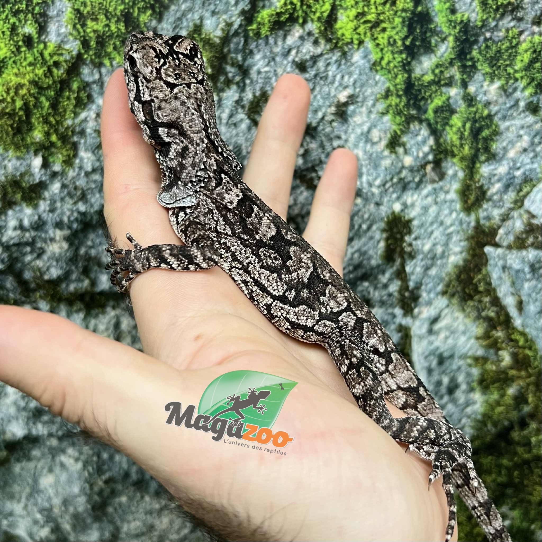 Magazoo Lézard à collerette bébé #1 Femelle