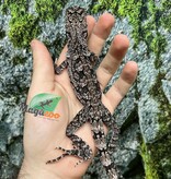 Magazoo Lézard à collerette bébé #1 Femelle