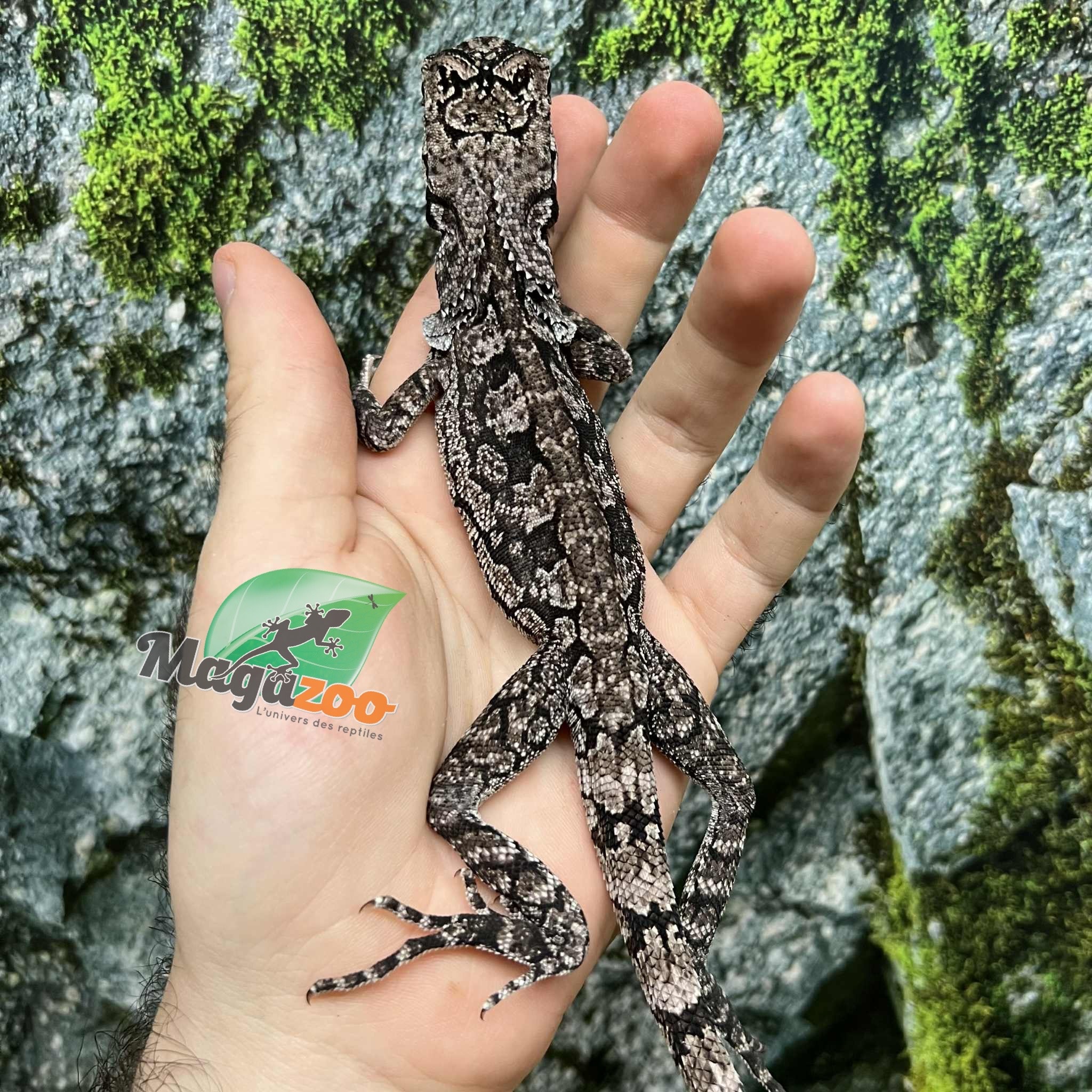 Magazoo Lézard à collerette bébé #1 Femelle