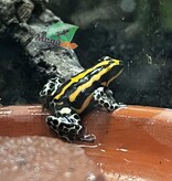Magazoo Grenouille poison Ranitomeya sirensis ''Rio Pachitea'' Bébé