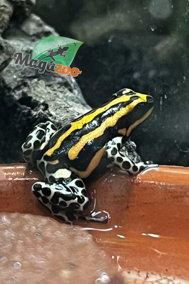 Magazoo Grenouille poison Ranitomeya sirensis ''Rio Pachitea'' Bébé