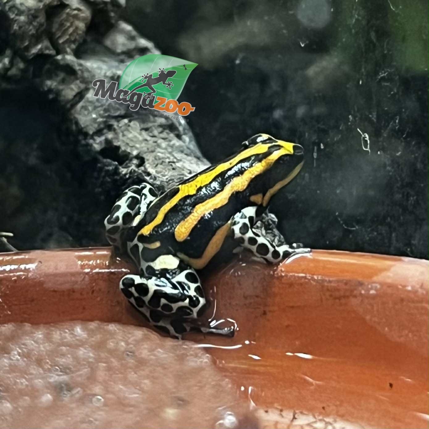 Magazoo Grenouille poison Ranitomeya sirensis ''Rio Pachitea'' Bébé