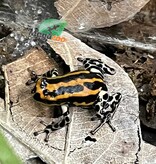 Magazoo Baby Amazonia poison frog ''Rio Pachitea''
