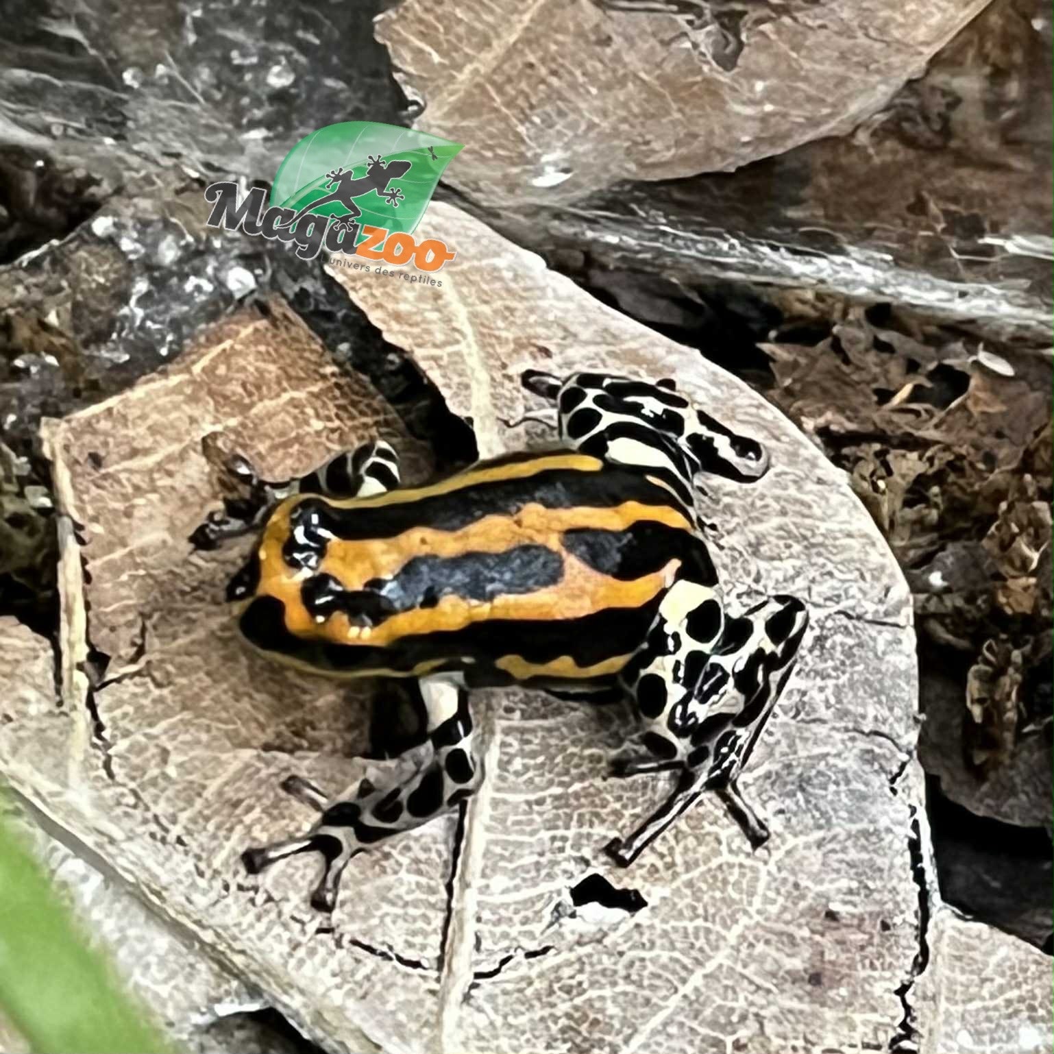 Magazoo Baby Amazonia poison frog ''Rio Pachitea''