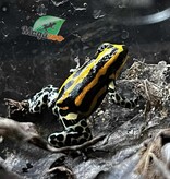Magazoo Grenouille poison Ranitomeya sirensis ''Rio Pachitea'' Bébé