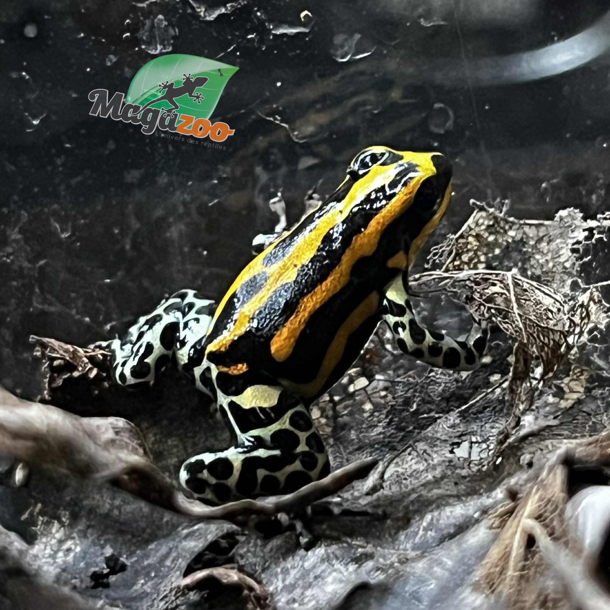 Magazoo Grenouille poison Ranitomeya sirensis ''Rio Pachitea'' Bébé