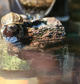 Magazoo Tortue de Reeves Bébé (Né mai 2025)