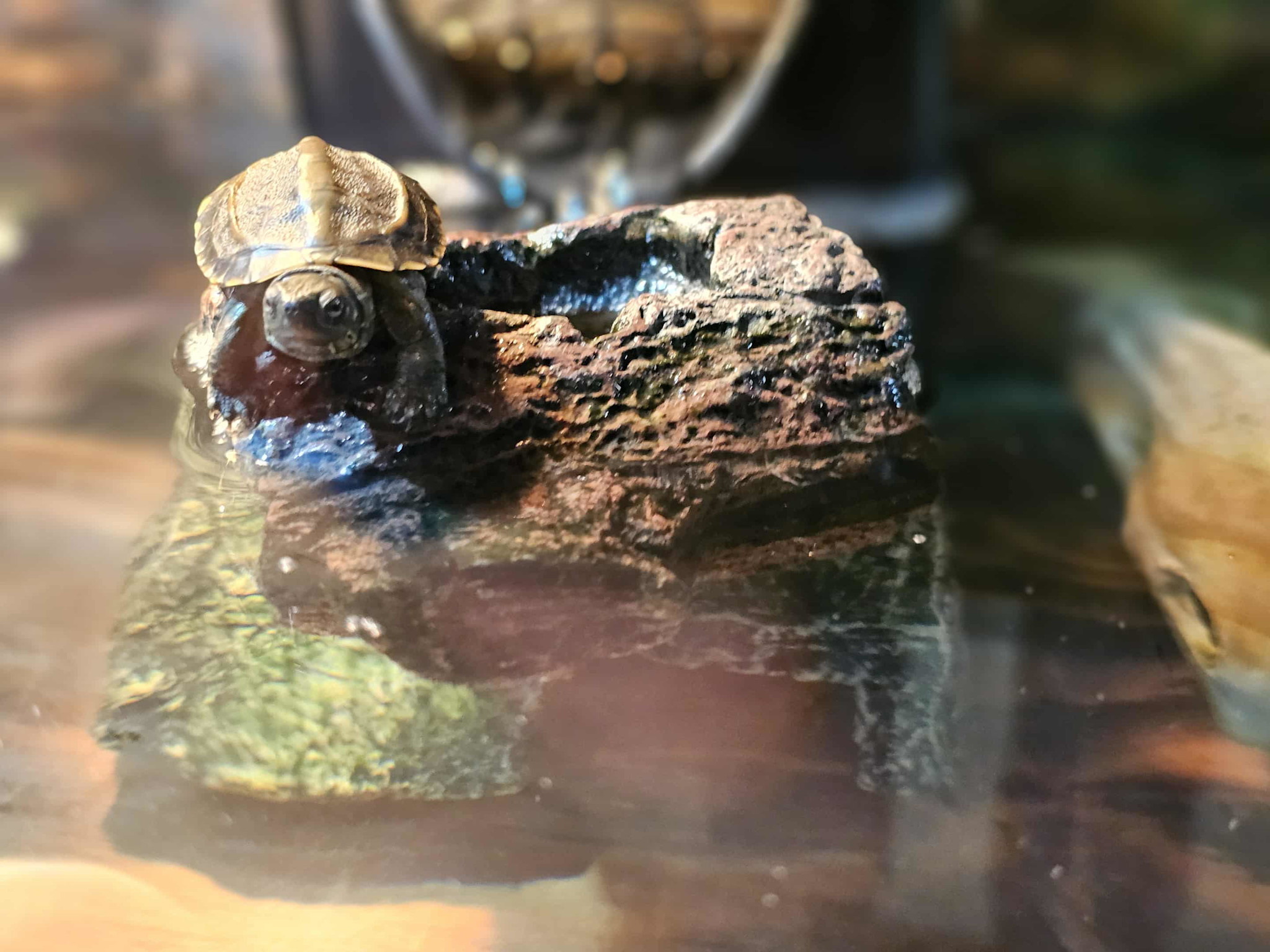 Magazoo Tortue de Reeves Bébé (Né mai 2025)