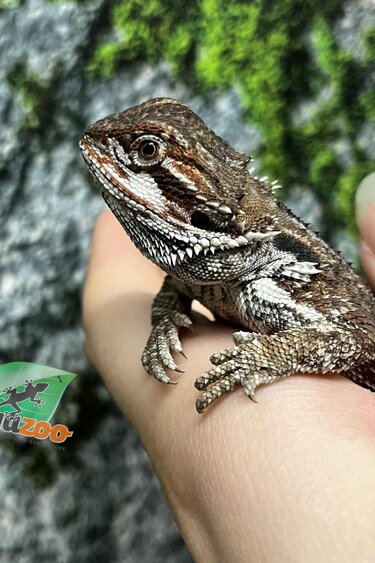 Magazoo Orange Female Juvenile Bearded Dragon #2