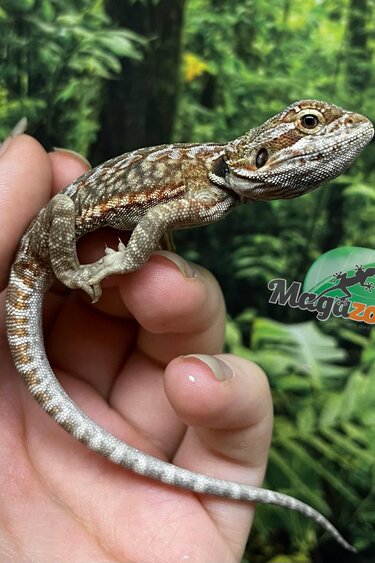 Magazoo Baby Female Hypo Leatherback Bearded Dragon #1