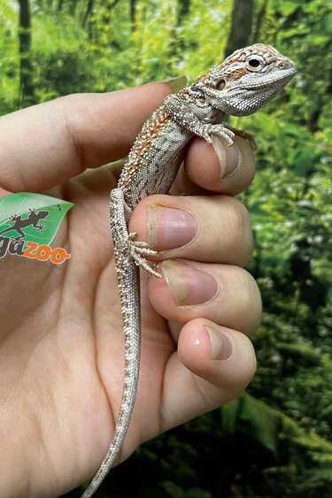 Magazoo Hypo Male baby Bearded Dragon #2