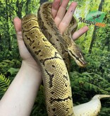 Magazoo Lemon blast Ball Python 5 years old / 2nd chance - Adoption