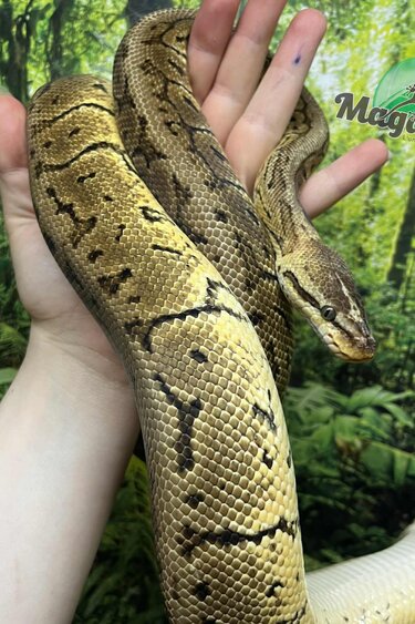 Magazoo Lemon blast Ball Python 5 years old / 2nd chance - Adoption