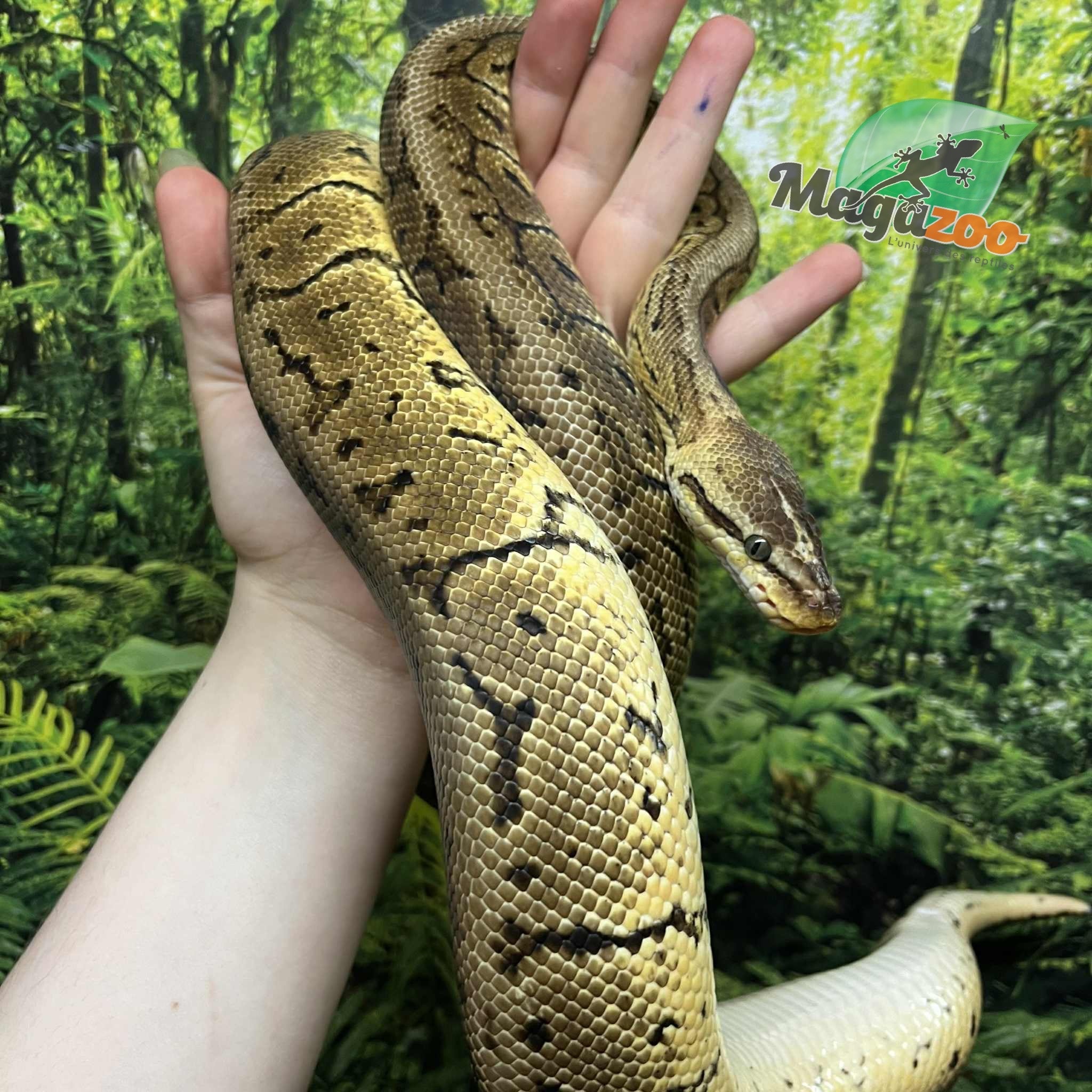 Magazoo Lemon blast Ball Python 5 years old / 2nd chance - Adoption