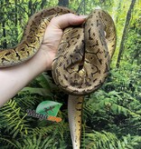 Magazoo Python royal Lemon blast 5 ans / Adoption - 2ième chance
