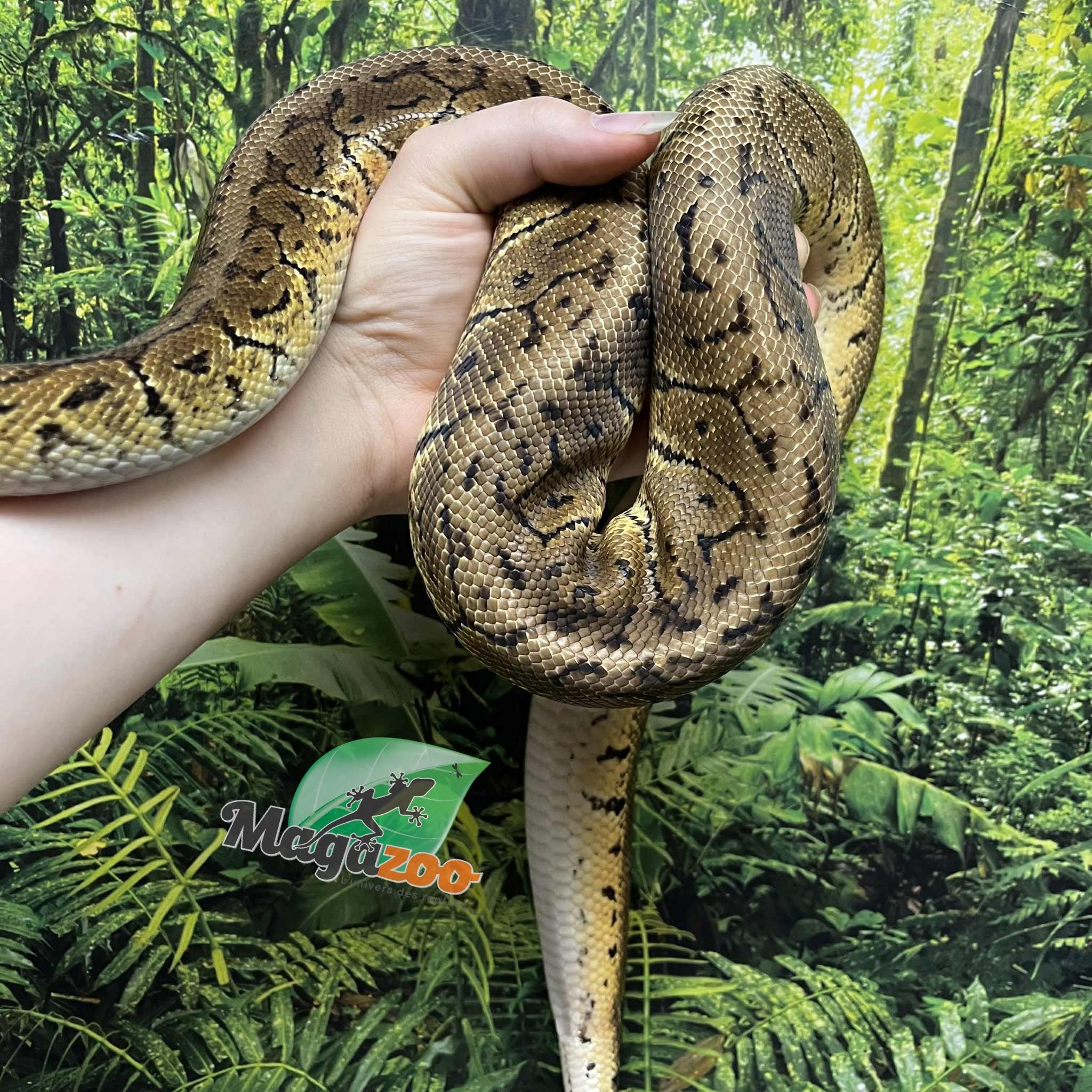 Magazoo Python royal Lemon blast 5 ans / Adoption - 2ième chance
