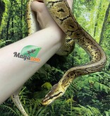 Magazoo Lemon blast Ball Python 5 years old / 2nd chance - Adoption