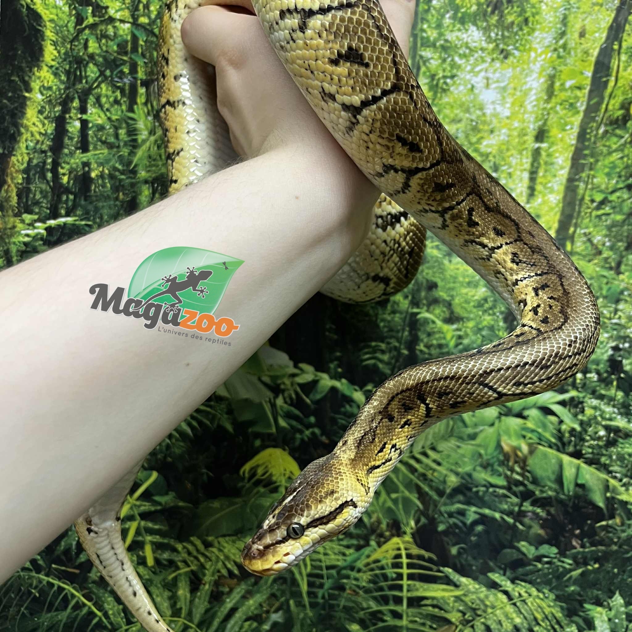 Magazoo Lemon blast Ball Python 5 years old / 2nd chance - Adoption