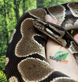 Magazoo Python royal régulier Mâle Adulte 8 ans / Adoption - 2ième chance