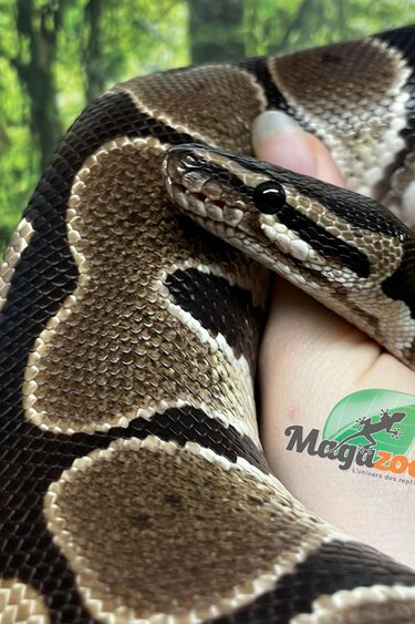 Magazoo Python royal régulier Mâle Adulte 8 ans / Adoption - 2ième chance