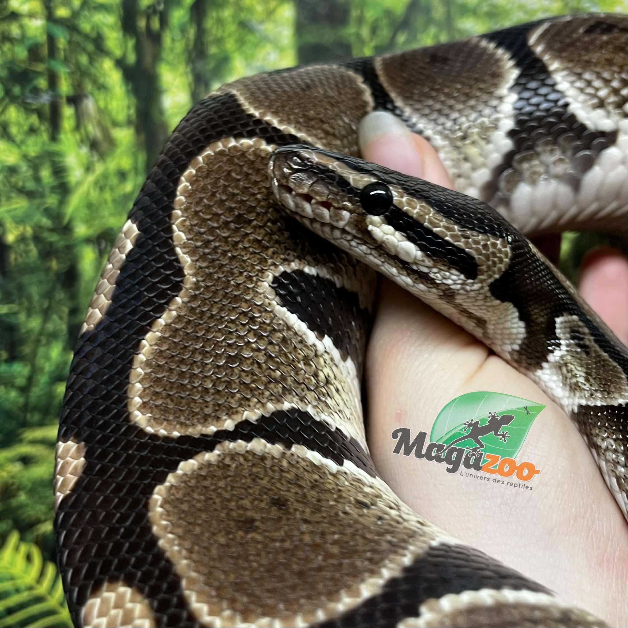 Magazoo Adult Regular Male Ball Python 8 years old / 2nd chance - adoption