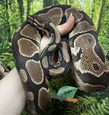 Magazoo Python royal régulier Mâle Adulte 8 ans / Adoption - 2ième chance