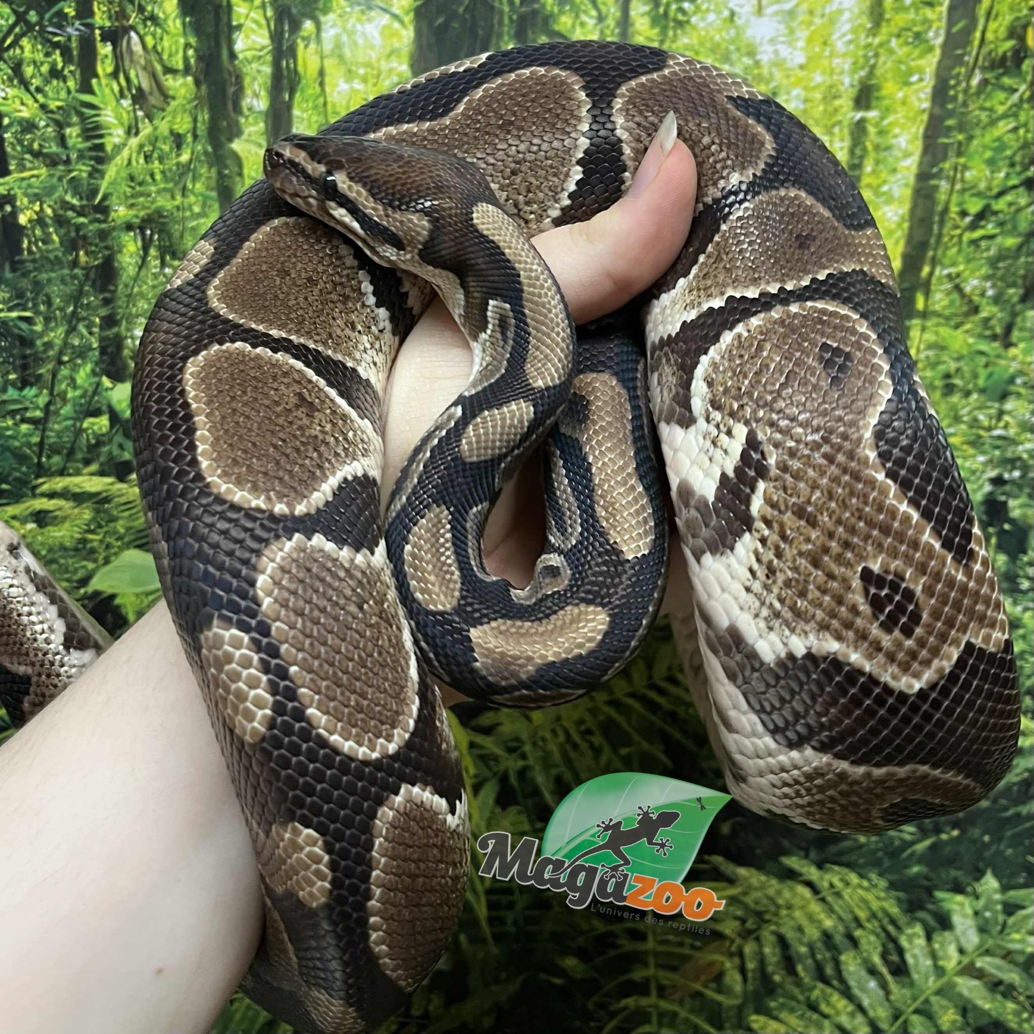 Magazoo Adult Regular Male Ball Python 8 years old / 2nd chance - adoption