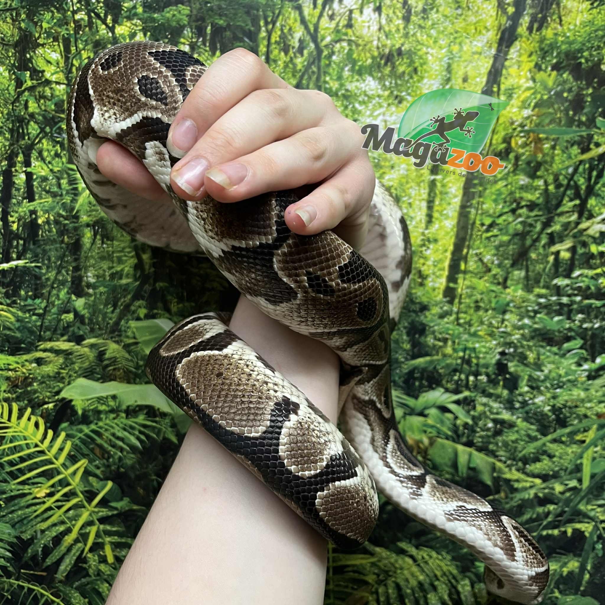 Magazoo Adult Regular Male Ball Python 8 years old / 2nd chance - adoption